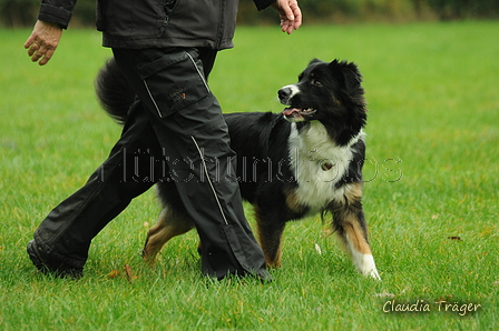 Australian Shepherd / Bild 11 von 140 / 19.10.2020 15:14 / DSC_1343.JPG