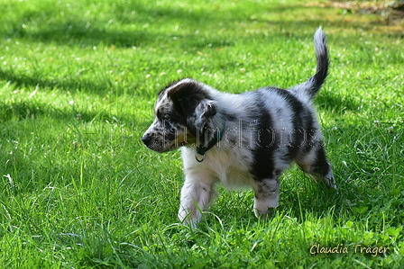 Australian Shepherd / Bild 10 von 140 / 12.08.2021 11:23 / DSC_3004.JPG