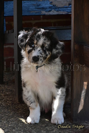 Australian Shepherd / Bild 9 von 140 / 12.08.2021 11:27 / DSC_3019.JPG