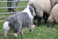 Bearded Collie / Bild 35 von 38 / 25.11.2012 11:03 / DSC_1223.JPG