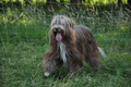 Bearded Collie / Bild 32 von 38 / 19.07.2014 10:05 / DSC_3000.JPG