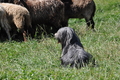 Bearded Collie / Bild 25 von 38 / 19.07.2014 12:20 / DSC_3974.JPG