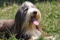 Bearded Collie / Bild 23 von 38 / 19.07.2014 12:36 / DSC_4024.JPG