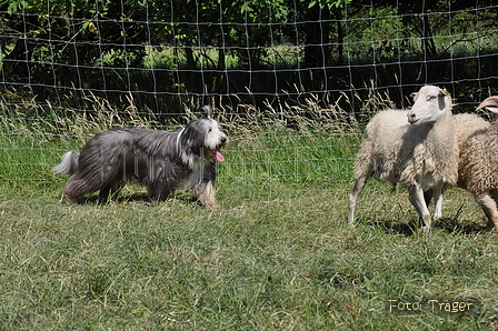 Bearded Collie / Bild 14 von 38 / 19.07.2014 16:06 / DSC_4225.JPG