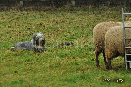 Bearded Collie / Bild 5 von 38 / 17.12.2016 12:09 / DSC_7747.JPG