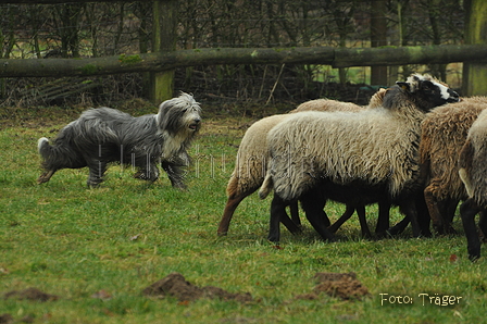 Bearded Collie / Bild 4 von 38 / 17.12.2016 12:10 / DSC_7761.JPG