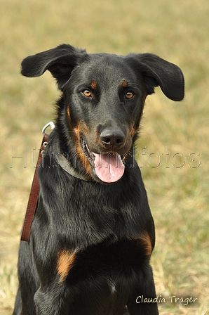 Beauceron / Bild 1 von 7 / 07.09.2019 14:34 / DSC_8642.JPG