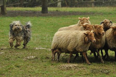 Bergamasker / Bild 8 von 69 / 10.03.2019 12:10 / DSC_3070.JPG