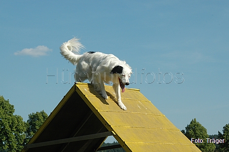 Border Collie / Bild 60 von 63 / 01.07.2008 17:59 / DSC_8453.JPG