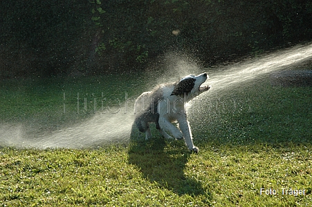 Border Collie / Bild 59 von 63 / 30.08.2008 18:17 / DSC_5981.JPG