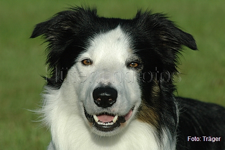 Border Collie / Bild 58 von 63 / 31.08.2008 08:29 / DSC_4917.JPG