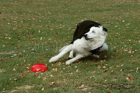 Border Collie / Bild 57 von 63 / 30.08.2009 10:36 / DSC_2608.JPG