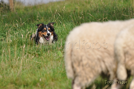 Border Collie / Bild 54 von 63 / 04.09.2011 14:12 / DSC_1722.JPG