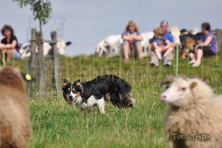 Border Collie / Bild 53 von 63 / 04.09.2011 14:13 / DSC_1725.JPG