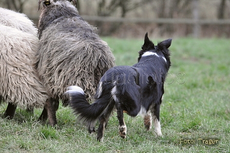 Border Collie / Bild 51 von 63 / 25.11.2012 09:44 / DSC_0781.JPG