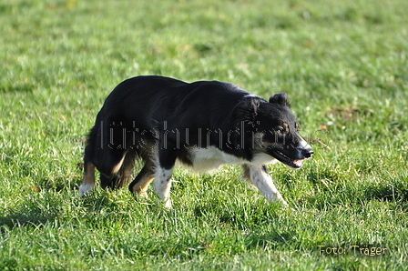 Border Collie / Bild 50 von 63 / 25.11.2012 11:55 / DSC_1726.JPG