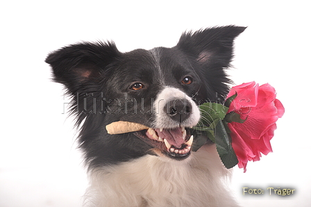 Border Collie / Bild 47 von 63 / 15.03.2014 13:16 / DSC_6401.JPG