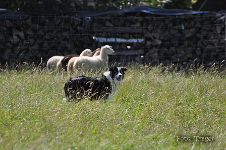 Border Collie / Bild 46 von 63 / 19.07.2014 15:37 / DSC_4866.JPG