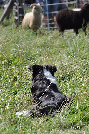 Border Collie / Bild 45 von 63 / 19.07.2014 15:40 / DSC_4891.JPG