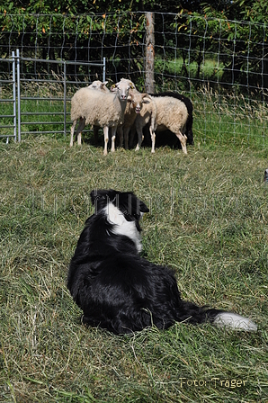 Border Collie / Bild 43 von 63 / 19.07.2014 16:14 / DSC_4253.JPG