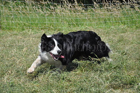 Border Collie / Bild 42 von 63 / 19.07.2014 16:14 / DSC_4262.JPG