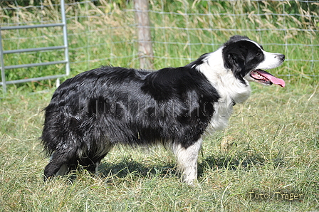 Border Collie / Bild 41 von 63 / 19.07.2014 16:15 / DSC_4267.JPG