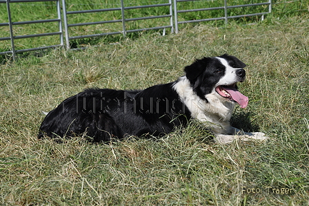 Border Collie / Bild 40 von 63 / 19.07.2014 16:18 / DSC_4303.JPG