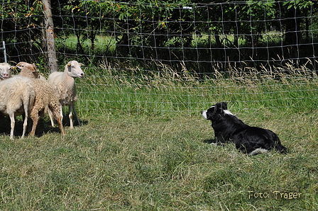 Border Collie / Bild 39 von 63 / 19.07.2014 16:22 / DSC_4329.JPG