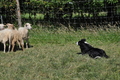 Border Collie / Bild 39 von 63 / 19.07.2014 16:22 / DSC_4329.JPG