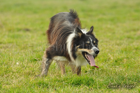 Border Collie / Bild 38 von 63 / 04.10.2015 11:05 / DSC_4123.JPG