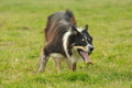 Border Collie / Bild 38 von 63 / 04.10.2015 11:05 / DSC_4123.JPG