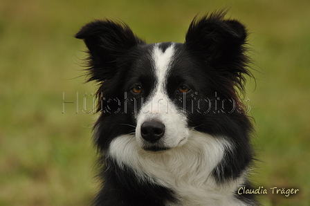 Border Collie / Bild 37 von 63 / 09.09.2017 11:44 / DSC_0457.JPG