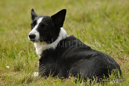 Border Collie / Bild 35 von 63 / 10.09.2017 13:23 / DSC_4786.JPG