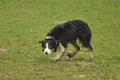 Border Collie / Bild 34 von 63 / 10.03.2019 11:57 / DSC_2927.JPG