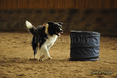 Border Collie / Bild 33 von 63 / 04.10.2020 16:14 / DSC_0520.JPG