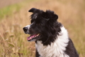 Border Collie / Bild 32 von 63 / 10.08.2021 15:27 / DSC_2851.JPG