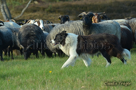 Border Collie / Bild 10 von 63 / 06.11.2022 13:12 / DSC_2084.JPG