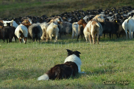 Border Collie / Bild 6 von 63 / 06.11.2022 13:13 / DSC_2116.JPG