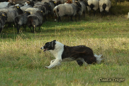 Border Collie / Bild 5 von 63 / 06.11.2022 13:40 / DSC_2291.JPG