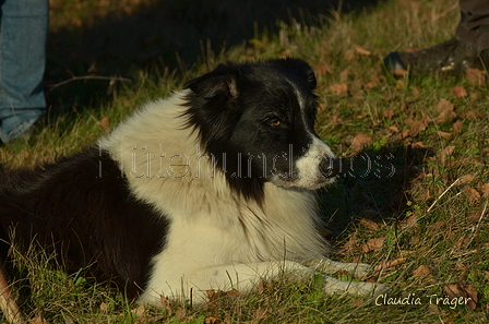 Border Collie / Bild 2 von 63 / 06.11.2022 14:29 / DSC_2995.JPG