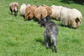 Bouvier des Ardennes / Bild 164 von 165 / 17.05.2012 12:05 / DSC_9213.JPG