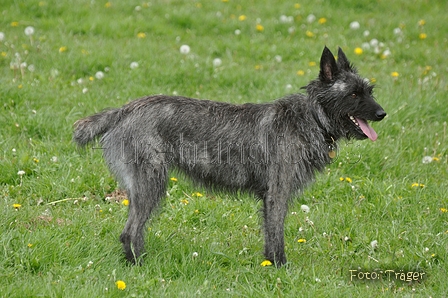 Bouvier des Ardennes / Bild 160 von 165 / 17.05.2012 12:12 / DSC_9377.JPG