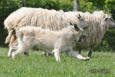 Bouvier des Ardennes / Bild 159 von 165 / 17.05.2012 12:21 / DSC_9554.JPG