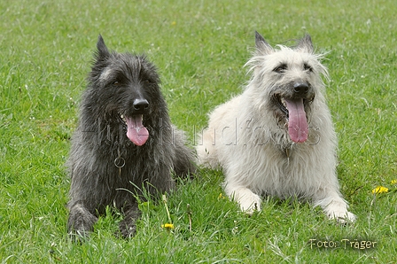 Bouvier des Ardennes / Bild 154 von 165 / 17.05.2012 12:53 / DSC_0279.JPG