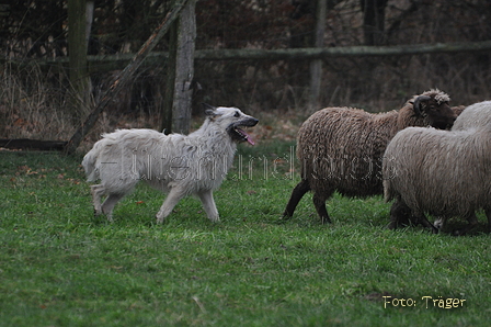 Bouvier des Ardennes / Bild 149 von 165 / 24.11.2012 15:05 / DSC_0546.JPG