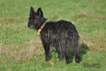 Bouvier des Ardennes / Bild 145 von 165 / 25.11.2012 11:21 / DSC_1359.JPG