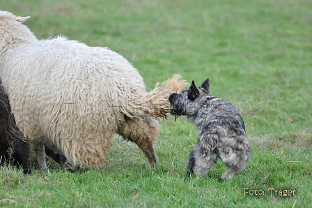 Bouvier des Ardennes / Bild 144 von 165 / 25.11.2012 11:23 / DSC_1403.JPG