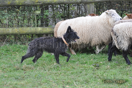 Bouvier des Ardennes / Bild 143 von 165 / 25.11.2012 11:33 / DSC_1490.JPG