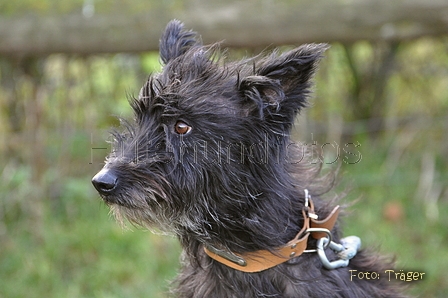 Bouvier des Ardennes / Bild 139 von 165 / 25.11.2012 11:47 / DSC_1632.JPG