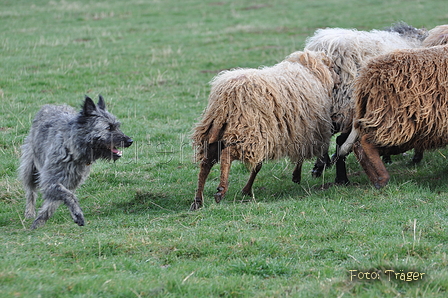 Bouvier des Ardennes / Bild 138 von 165 / 23.03.2014 10:23 / DSC_8167.JPG